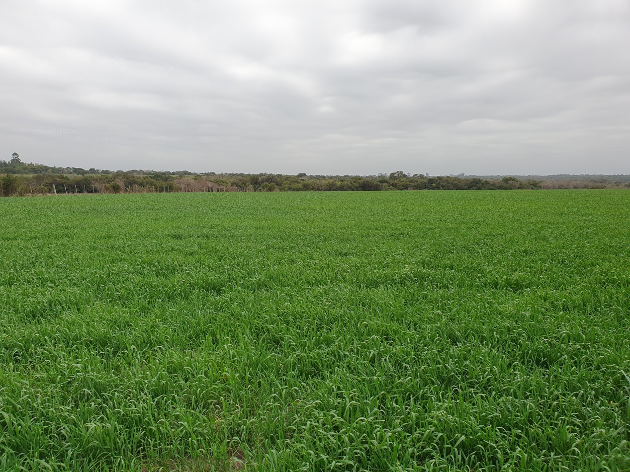 Campo a la venta en La Paz!!