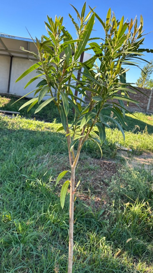 En venta terreno con quincho a terminar y pileta Oportunidad se viene el veranito